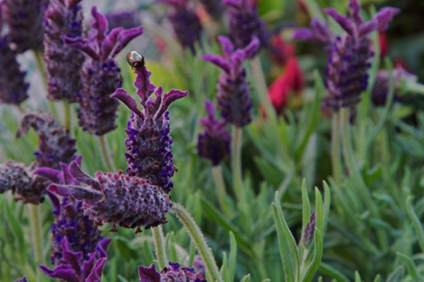 Lavanda